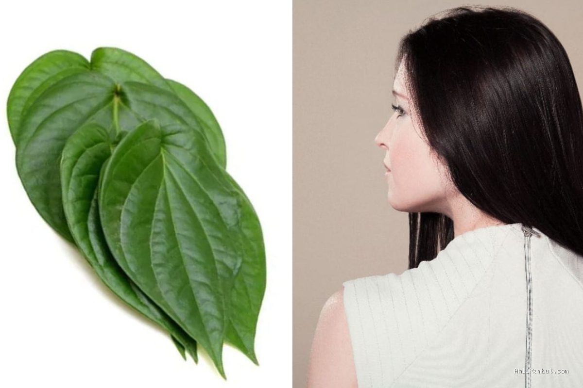Photo by lifestyle.kompas.com - Manfaat Daun Sirih untuk Mengatasi Rambut Rontok secara Alami