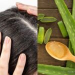 Photo by mediaedukasi.id - Manfaat Lidah Buaya untuk Mengatasi Rambut Kering dan Kusam